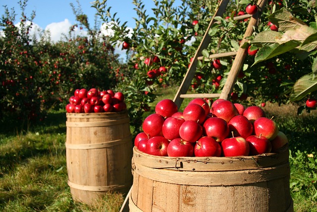 jablká sú zdrojom vitamínov a vlákniny